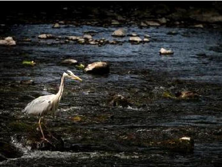 От пляжа к столу: Руководство по добыванию морепродуктов на побережье